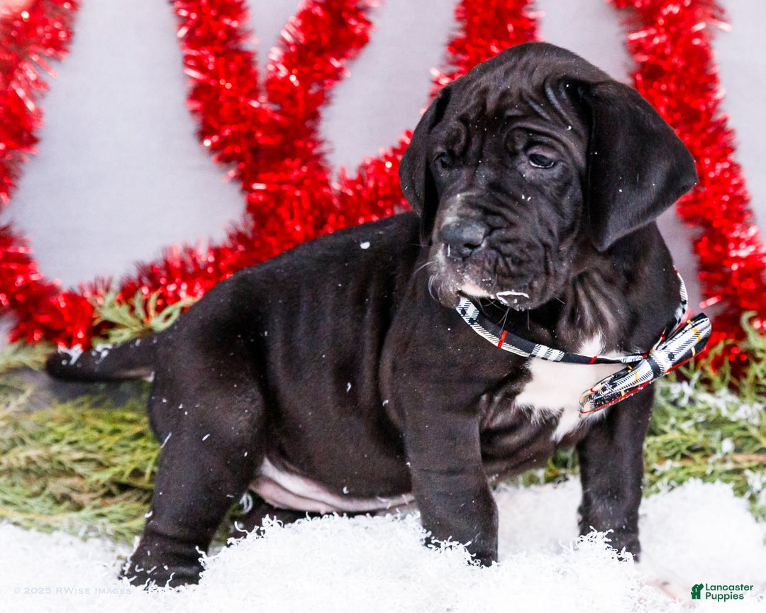 Great Dane dogs for sale: Noel - Ad 1