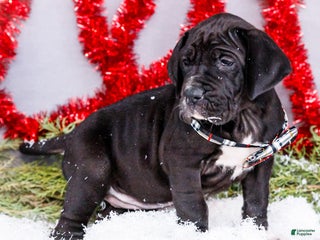 Great Dane dogs Noel - Ad 16