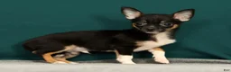 Chihuahua dogs for sale: Peanut - Ad 4