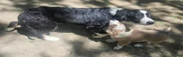 Border Collie dogs for sale: Elfrank (Call-Text) - Ad 4