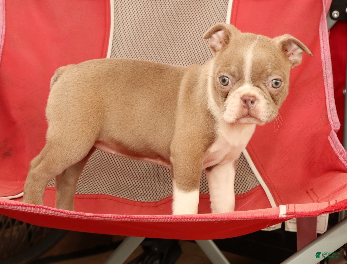 Boston Terrier dogs for sale: Kyah - Ad 9