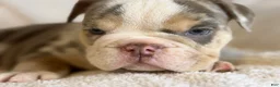 English Bulldog dogs for sale: Versace - Ad 78