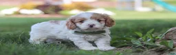 Cavapoo dogs for sale: Asher - Ad 3