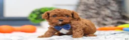 Cavapoo dogs for sale: Anson - Ad 11