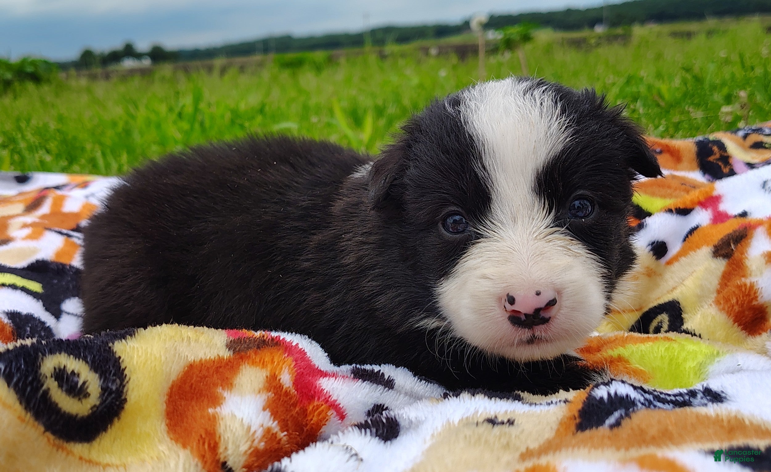 Border Collie dogs Piper - Ad 2