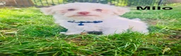 Bichon Frise dogs for sale: luna - Ad 11