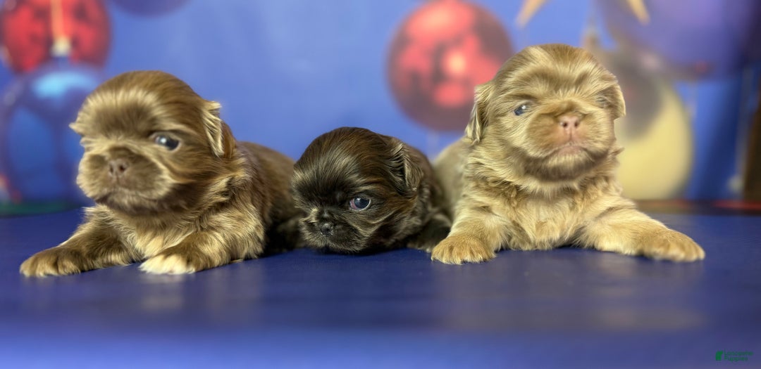 Pekingese dogs for sale: AKC DNA OFA Buddy lilac - Ad 3