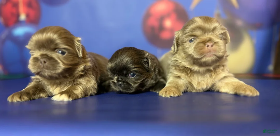 Pekingese dogs for sale: AKC DNA OFA Buddy lilac - Ad 4