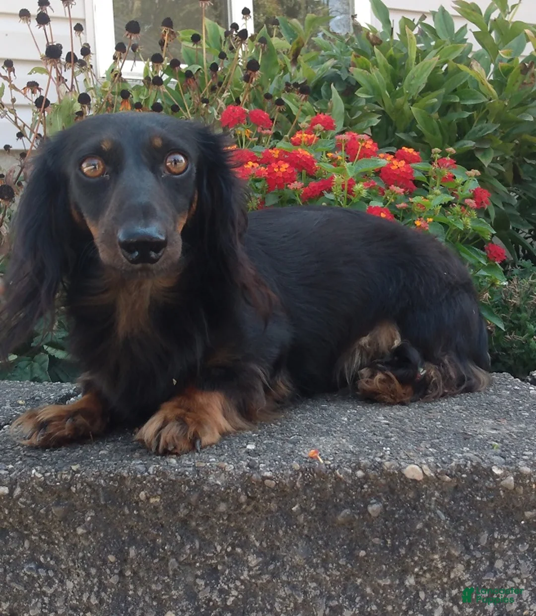 Miniature Dachshund dogs for sale: AKC-Bingo - Ad 13