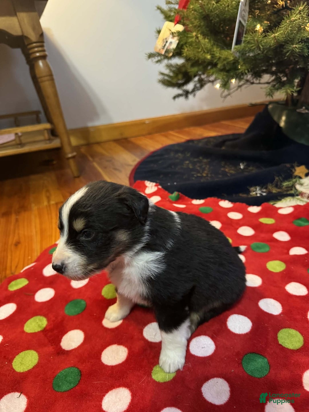 Australian Shepherd dogs for sale: Everest - Ad 5