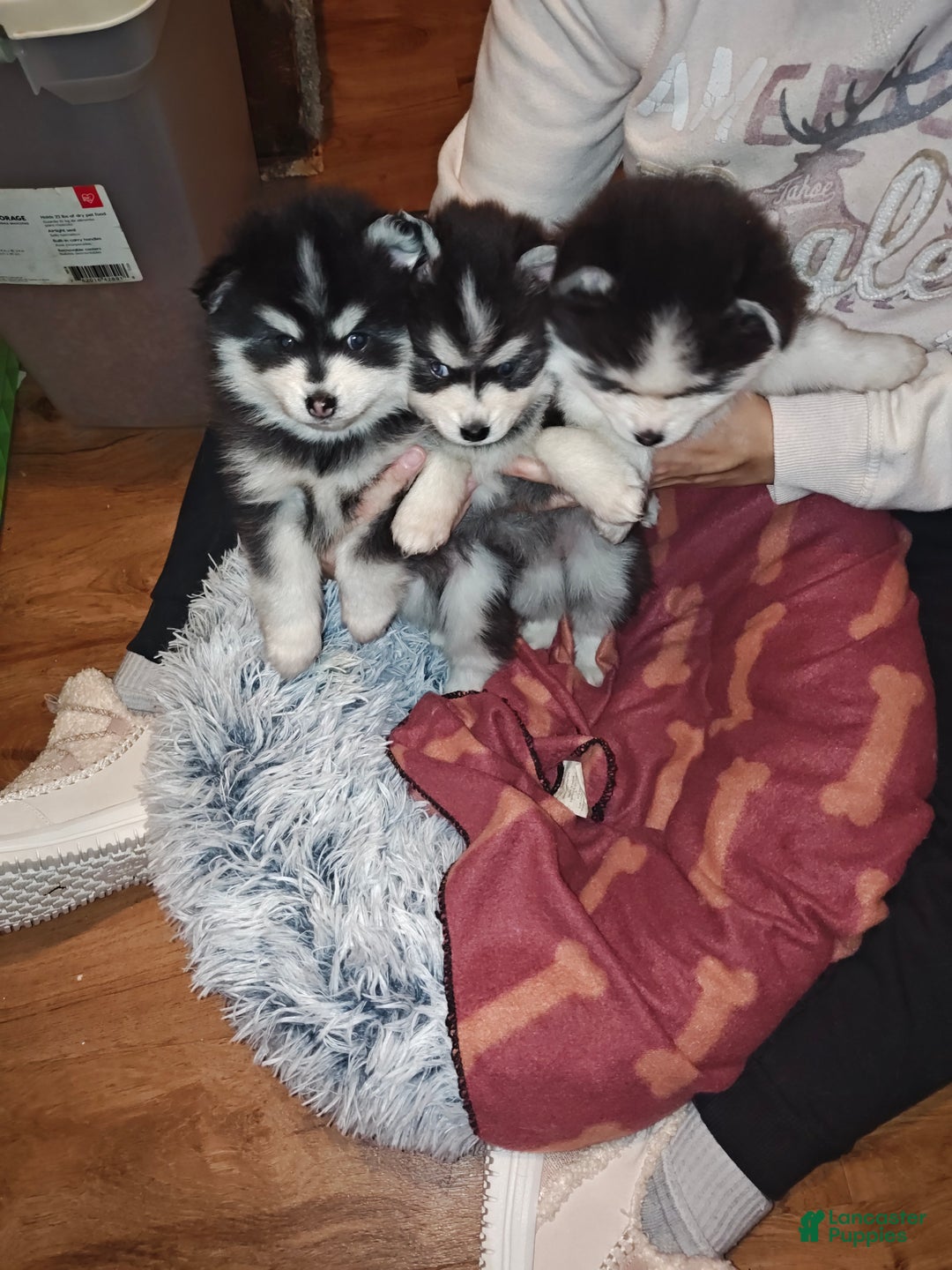 Pomsky dogs for sale: Pomsky Puppy 1 - Ad 4