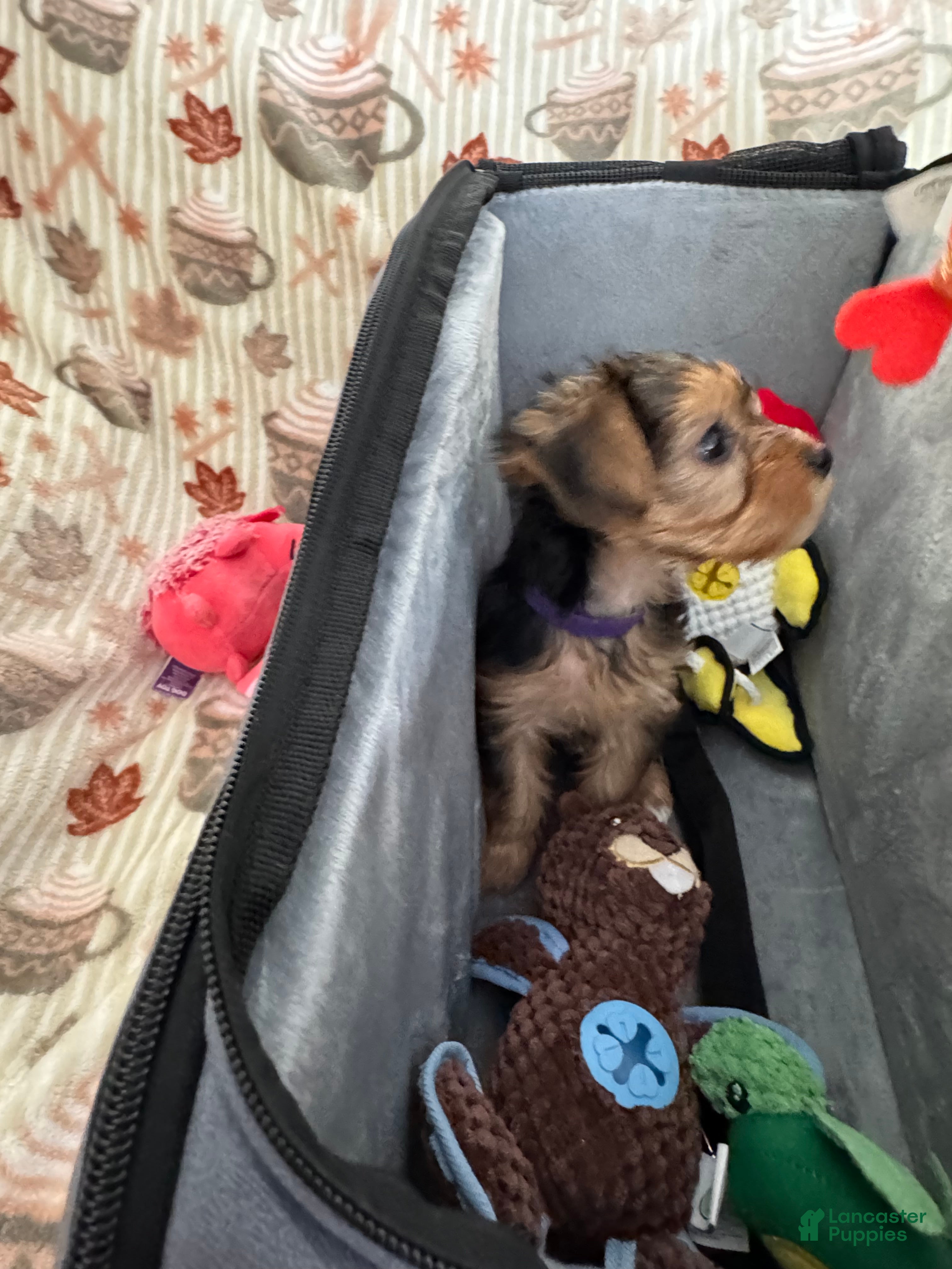 Yorkshire Terrier dogs Yorkshire purple - Ad 2
