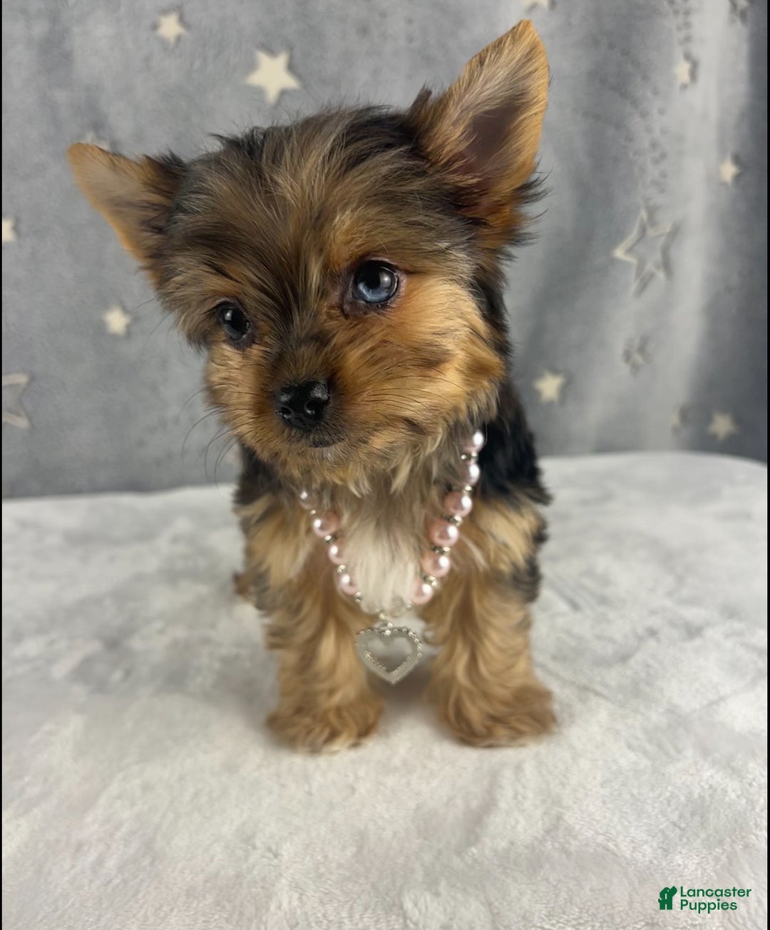 Yorkshire Terrier dogs for sale: Poppy - Ad 2