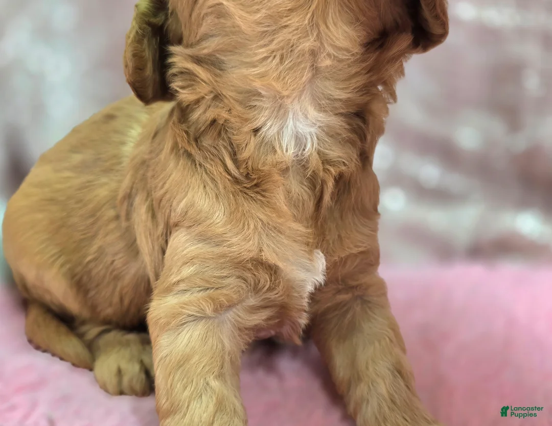 Cavapoo dogs for sale: Kodiak - Ad 5