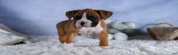 Boxer dogs for sale: Sawyer - Ad 7