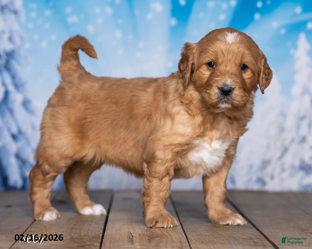 Goldendoodle dogs for sale: Abby - Ad 2