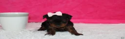 Yorkiepoo dogs for sale: Emmy  - Ad 7
