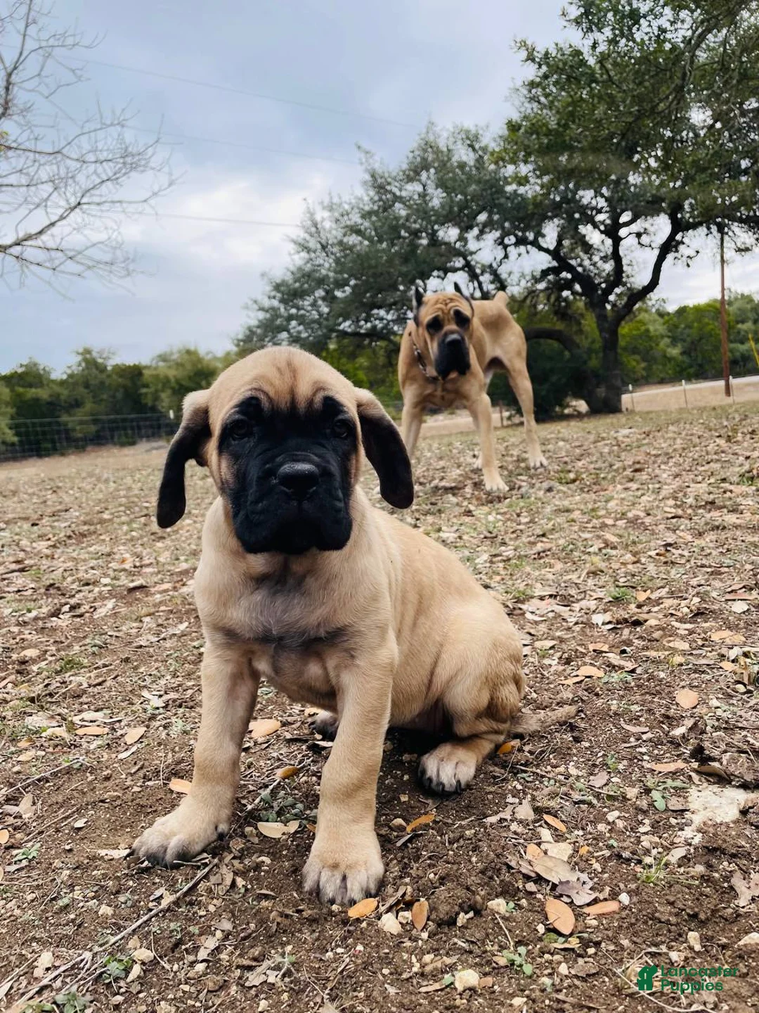 Cane Corso dogs for sale: Cane Corso Puppy 2 - Ad 1