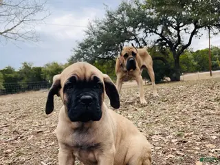 Cane Corso dogs Cane Corso Puppy 2 - Ad 3