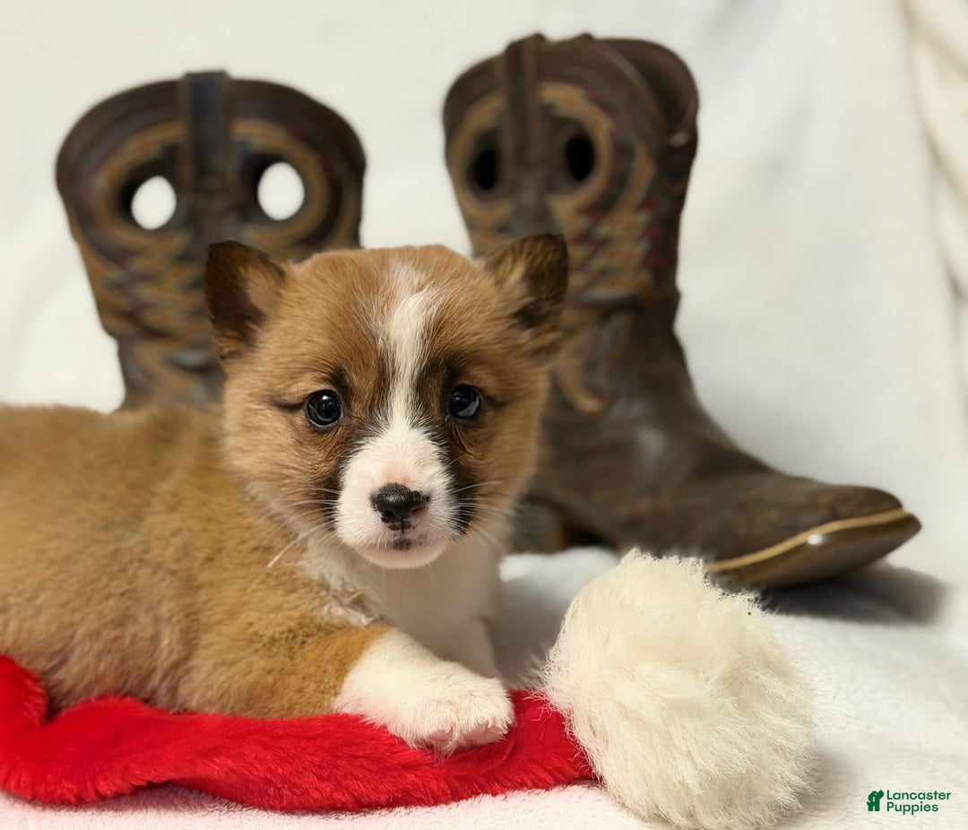 Welsh Corgi Pembroke dogs for sale: Boots - Ad 1