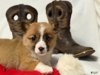 Welsh Corgi Pembroke dogs Boots - Ad 29