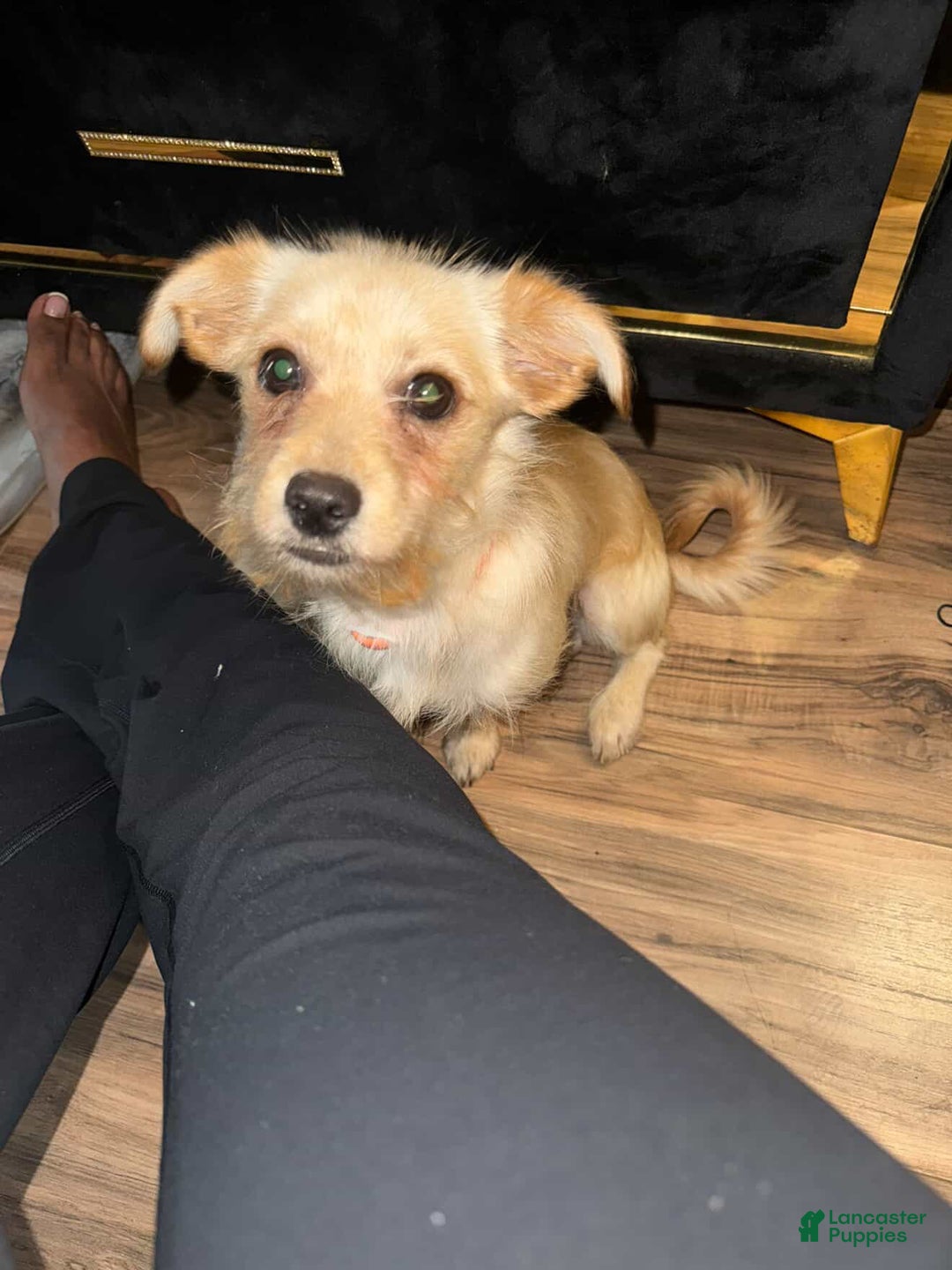 Dachshund dogs for sale: Dachshund Puppy 1 - Ad 2