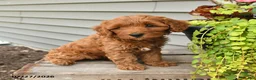 Cavapoo dogs for sale: Ivy - Ad 3