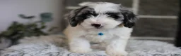 Maltipoo dogs for sale: Dexter  - Ad 4