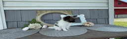 Papillon dogs for sale: Meadow - Ad 3
