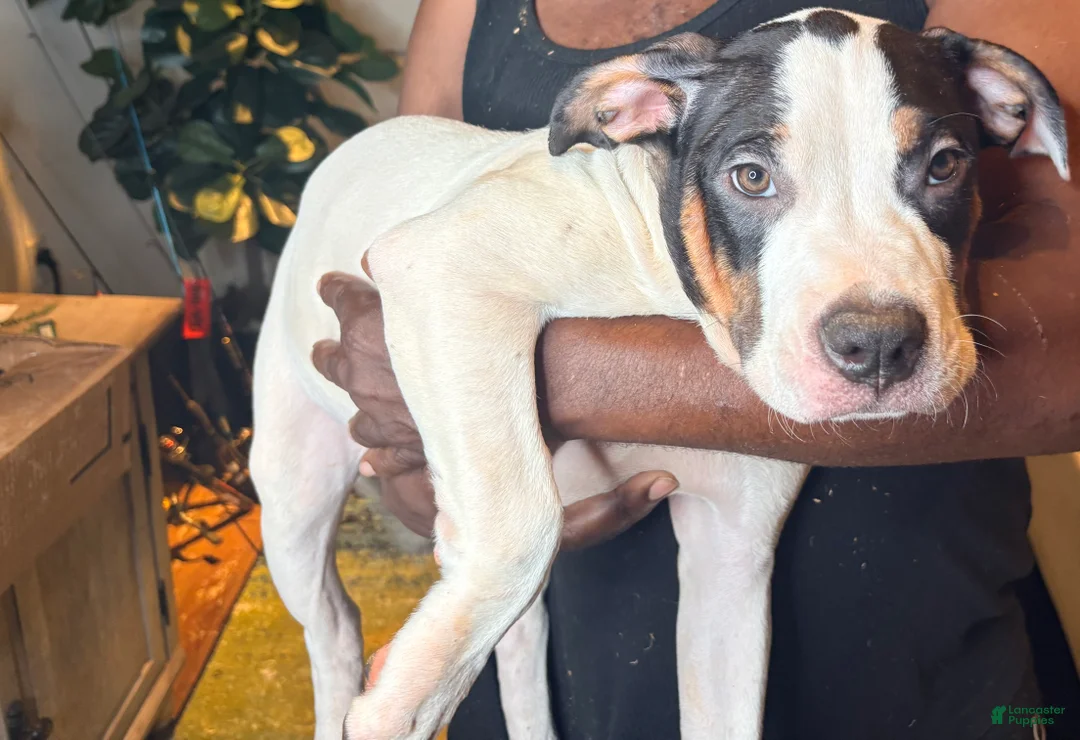 Mixed Breed dogs for sale: Mixed Breed 3 - Ad 2