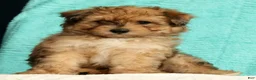 Pomapoo dogs for sale: Patrick - Ad 3
