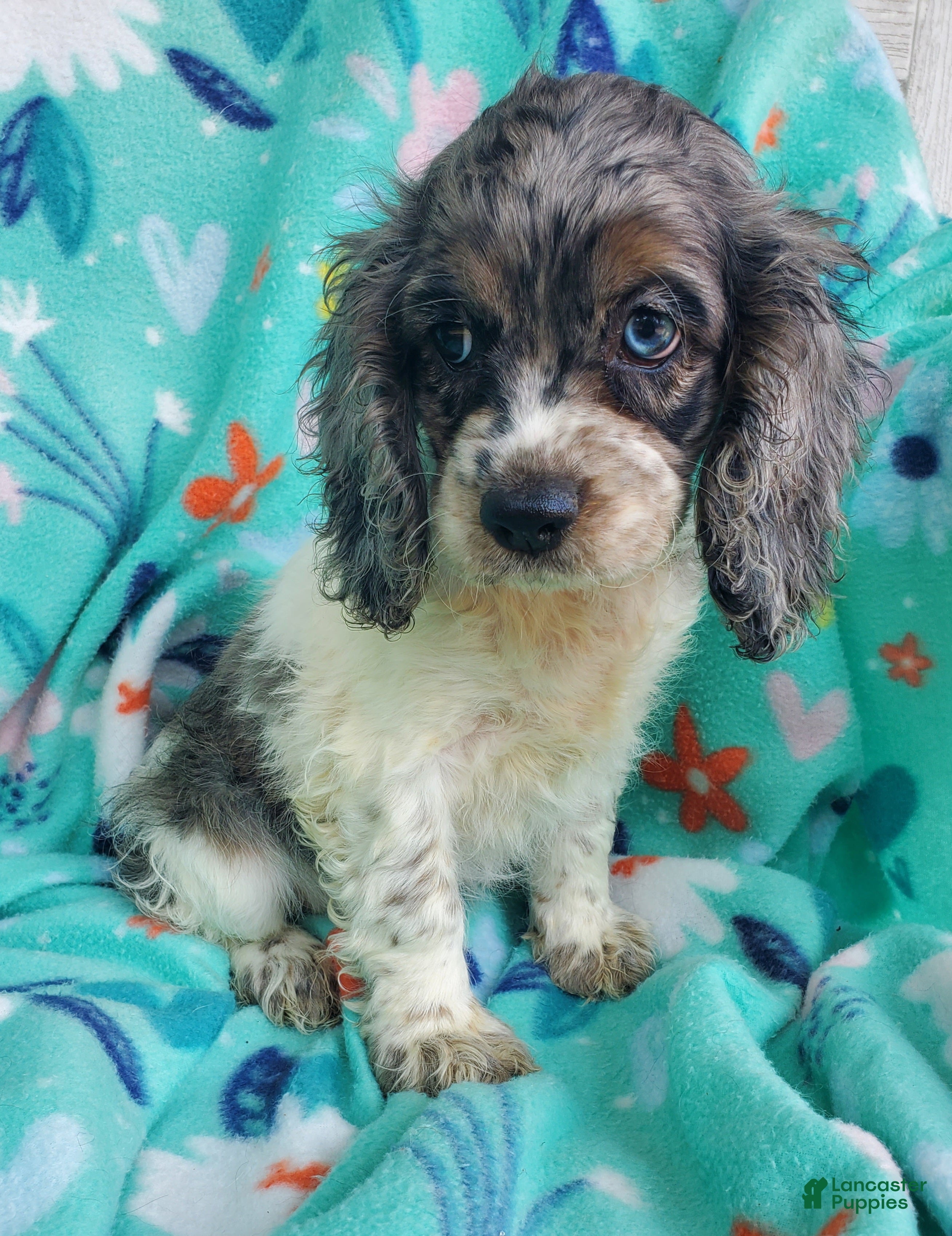Cocker Spaniel dogs Sky - Ad 2