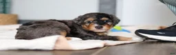 Mini Bernedoodle dogs for sale: Duke - Ad 7