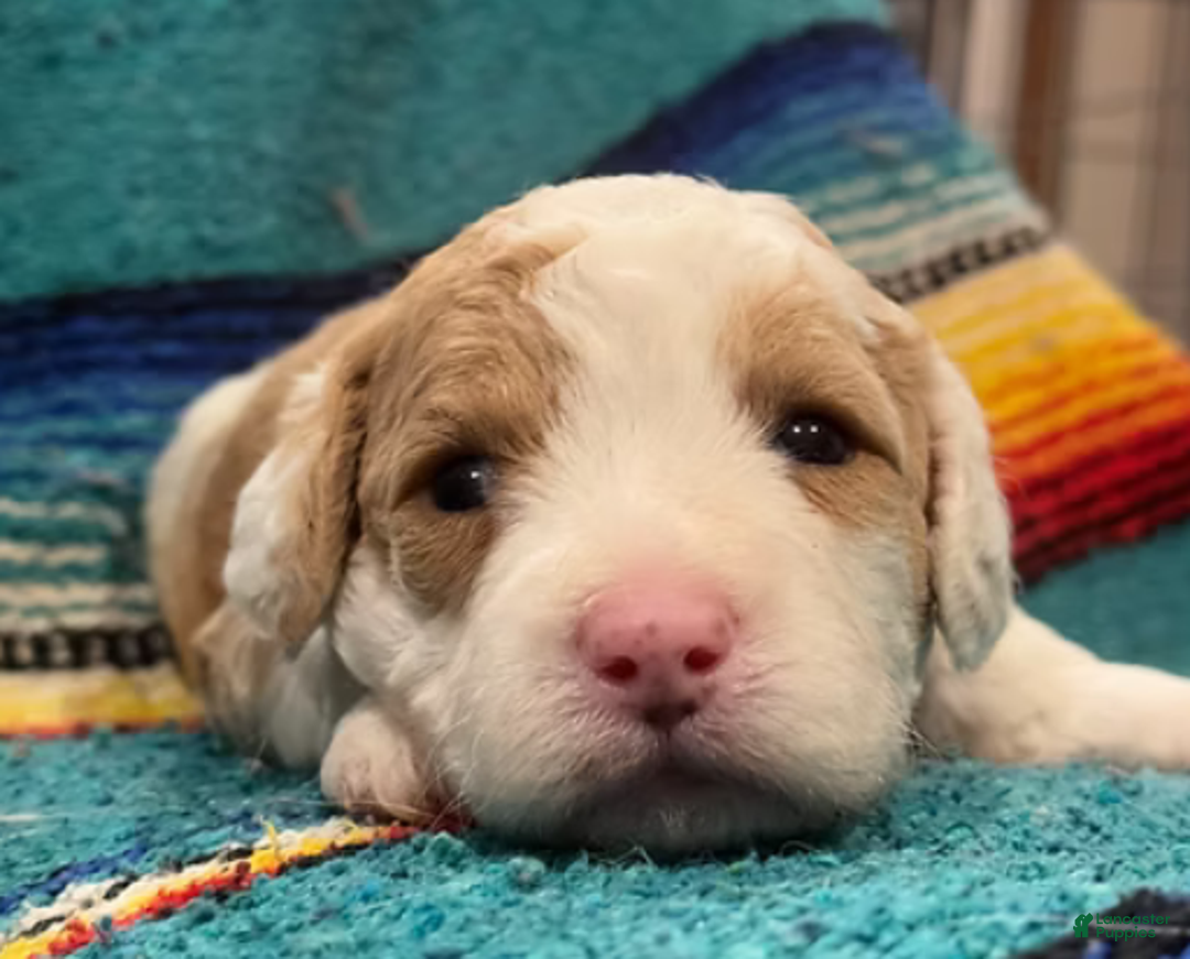 Mini Bernedoodle dogs for sale: Simba - Ad 4