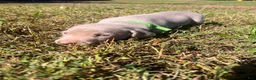 Weimaraner dogs for sale: Weimaraner 6 - Ad 1