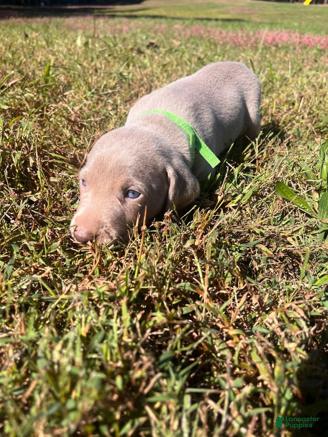 Weimaraner dogs for sale: Weimaraner 6 - Ad 1