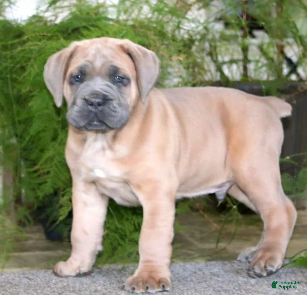 Cane Corso dogs for sale: Mr Bill - Ad 1
