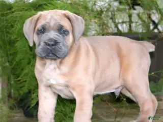 Cane Corso dogs for sale: Mr Bill - Ad 1