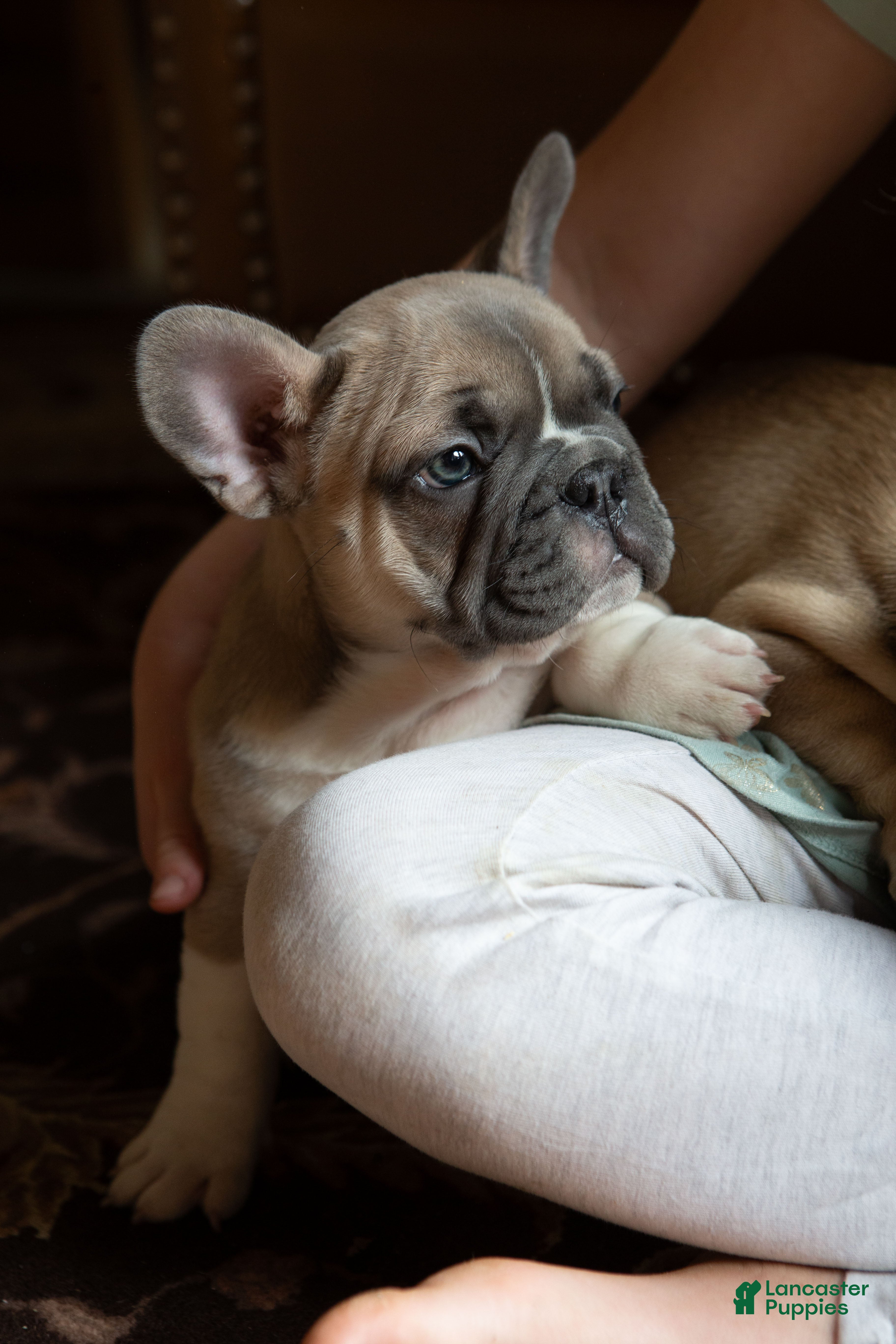 French Bulldog dogs captain AKC - Ad 40