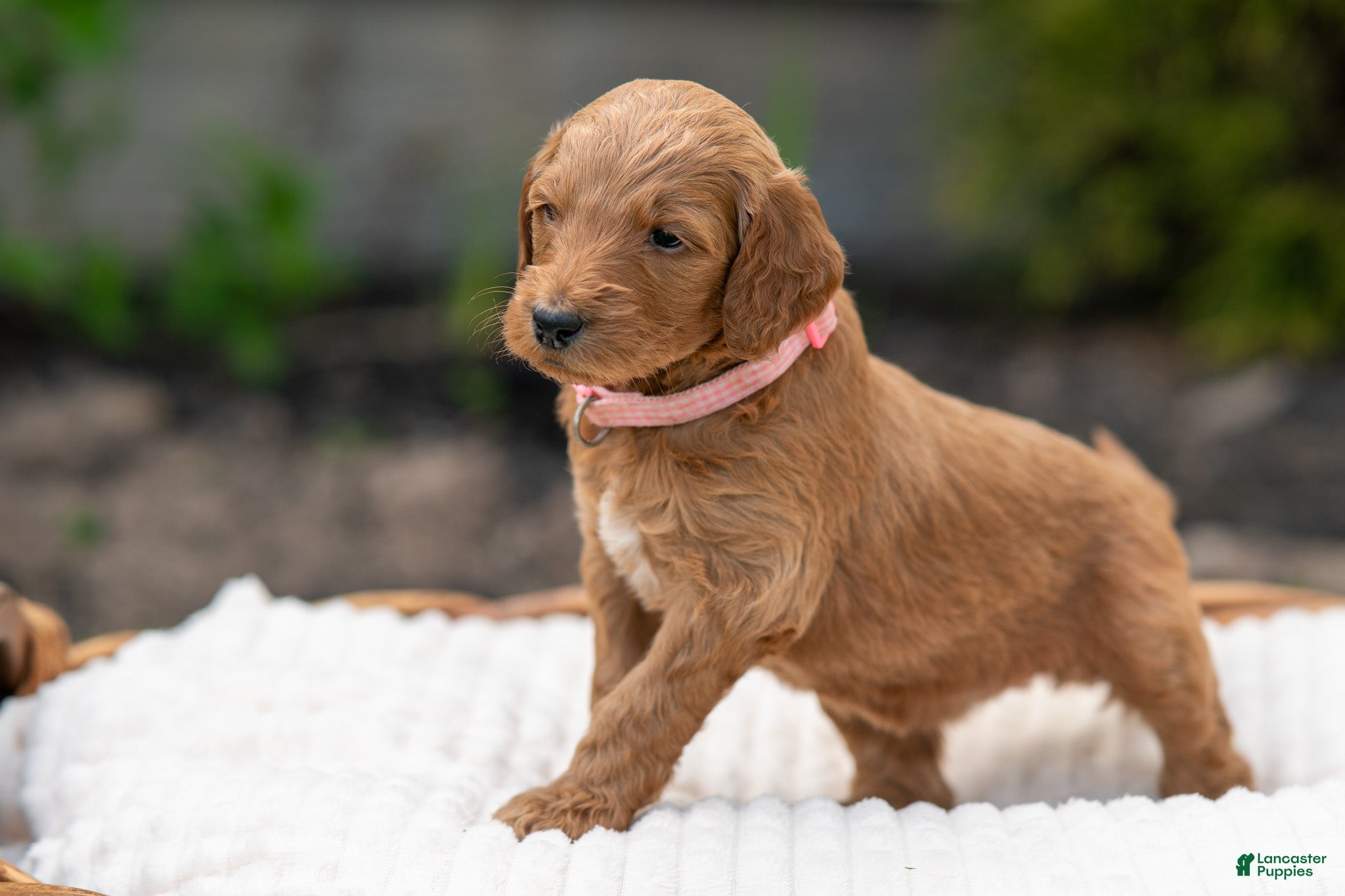 Irish Doodle dogs Light Pink Collar - “Melanie” - Ad 2