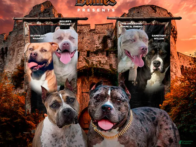 American Bully dogs for sale: Judith - XL - ABKC - Ad 2