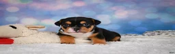 English Bulldog dogs for sale: Buddy - Ad 6