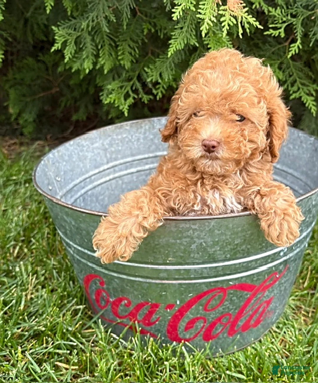Miniature Poodle dogs for sale: Phoenix - Ad 1