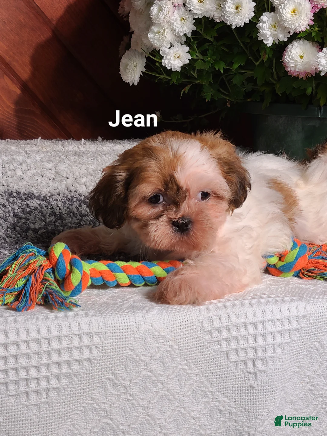 Shih Tzu dogs for sale: Jean  - Ad 1