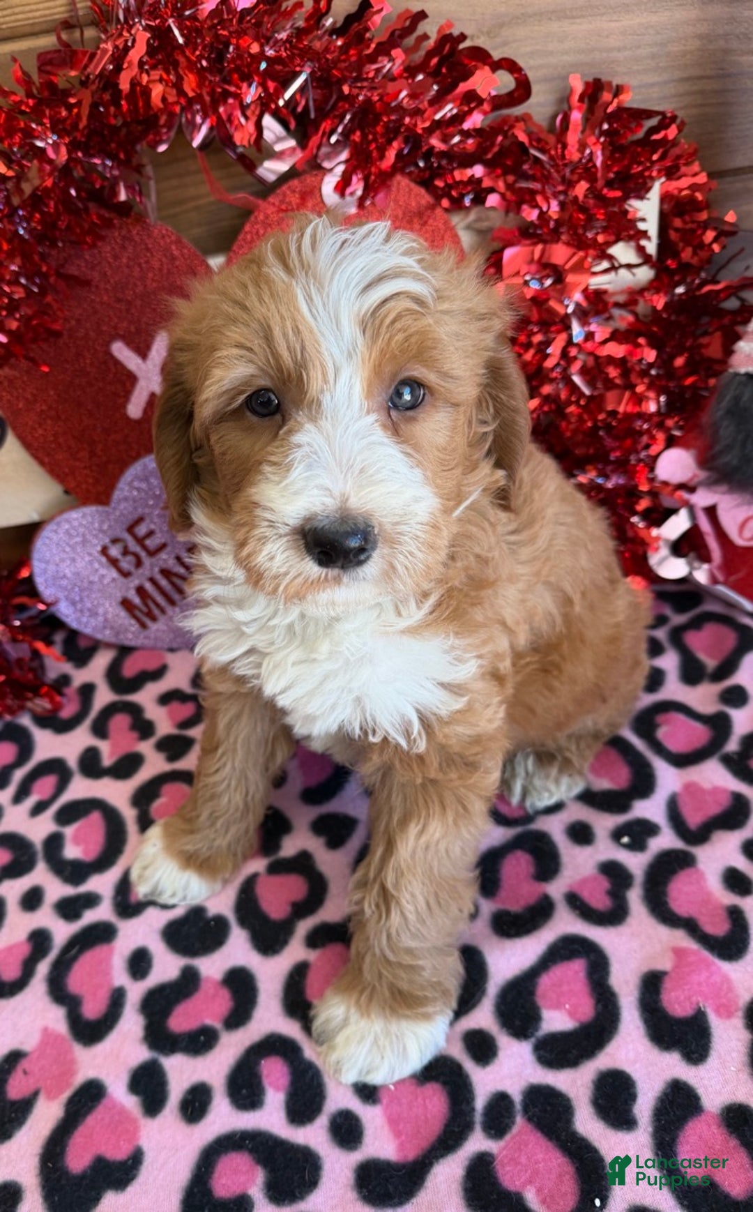 Labradoodle dogs for sale: Cody - Ad 3