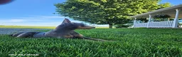 Doberman Pinscher dogs for sale: Gracie - Ad 4
