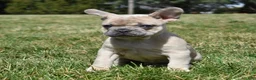 French Bulldog dogs for sale: Cash - Ad 3