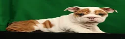 English Bulldog dogs for sale: Roxie - Ad 6