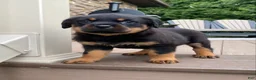 Rottweiler dogs for sale: Vixen  - Ad 4