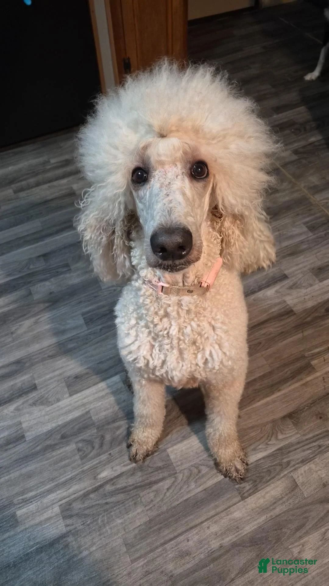 Standard Poodle dogs for sale: Achilles - Ad 1